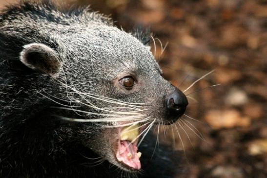 Binturong Zoo Vivarium Darmstadt 2013