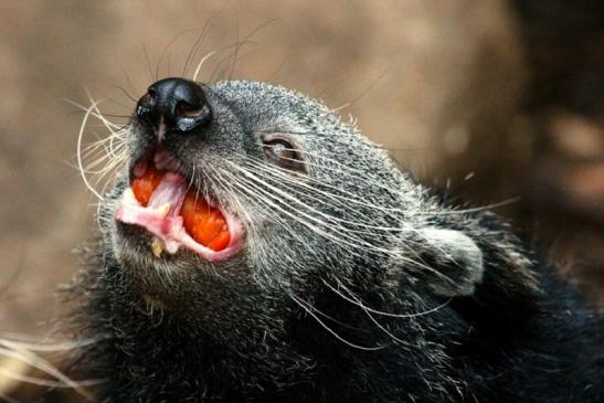 Binturong Zoo Vivarium Darmstadt 2013