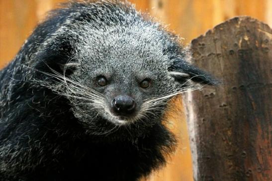 Binturong Zoo Vivarium Darmstadt 2013