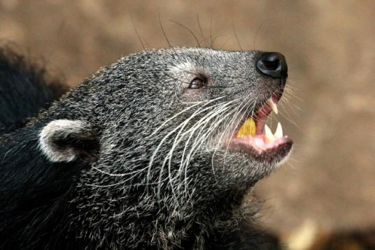 Binturong Zoo Vivarium Darmstadt 2013