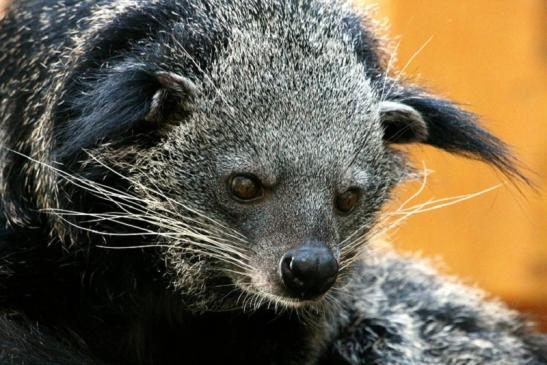 Binturong Zoo Vivarium Darmstadt 2013