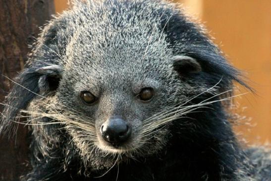 Binturong Zoo Vivarium Darmstadt 2013