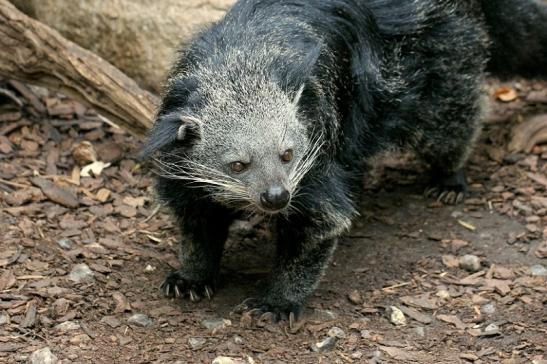 Binturong Zoo Vivarium Darmstadt 2013