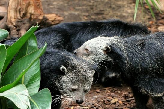 Binturong Zoo Vivarium Darmstadt 2013