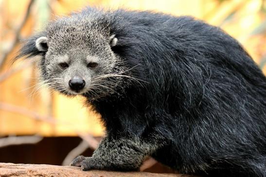 Binturong Zoo Vivarium Darmstadt 2013