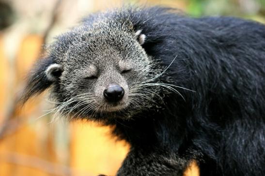 Binturong Zoo Vivarium Darmstadt 2013