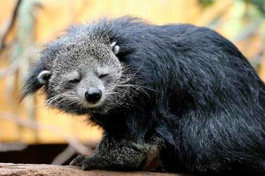 Binturong Zoo Vivarium Darmstadt 2013