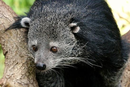 Binturong Zoo Vivarium Darmstadt 2013