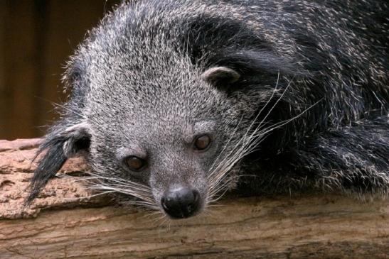 Binturong Zoo Vivarium Darmstadt 2013