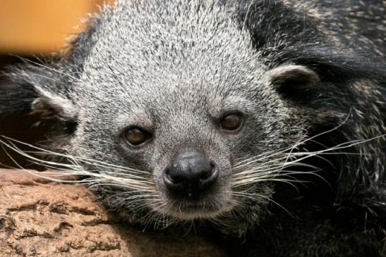 Binturong Zoo Vivarium Darmstadt 2013