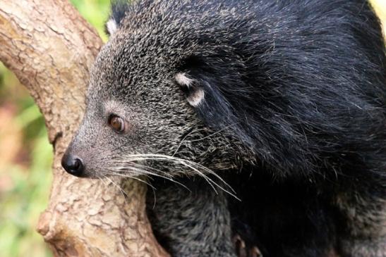 Binturong Zoo Vivarium Darmstadt 2013