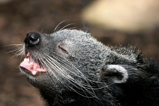 Binturong Zoo Vivarium Darmstadt 2013