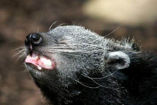 Binturong Zoo Vivarium Darmstadt 2013