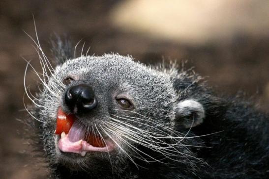 Binturong Zoo Vivarium Darmstadt 2013