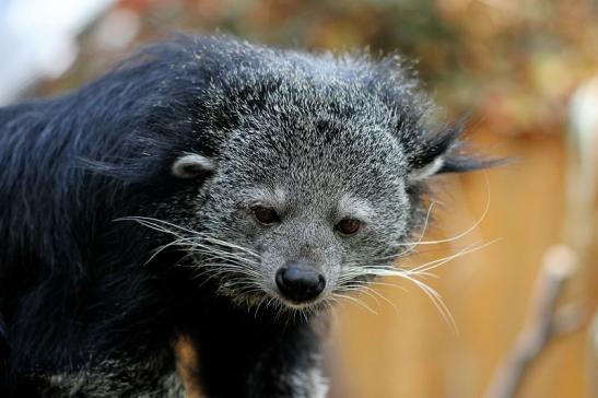 Binturong Zoo Vivarium Darmstadt 2015