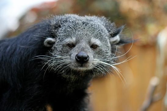 Binturong Zoo Vivarium Darmstadt 2015