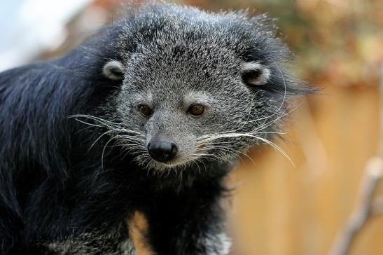 Binturong Zoo Vivarium Darmstadt 2015