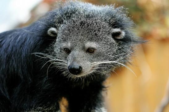 Foto des Monats Juni 2023 Binturong Zoo Vivarium Darmstadt