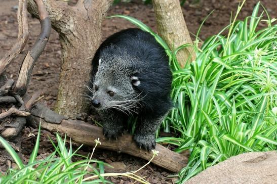 Binturong Zoo Vivarium Darmstadt 2016