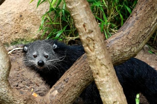 Binturong Zoo Vivarium Darmstadt 2016