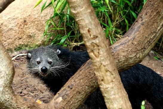 Binturong Zoo Vivarium Darmstadt 2016