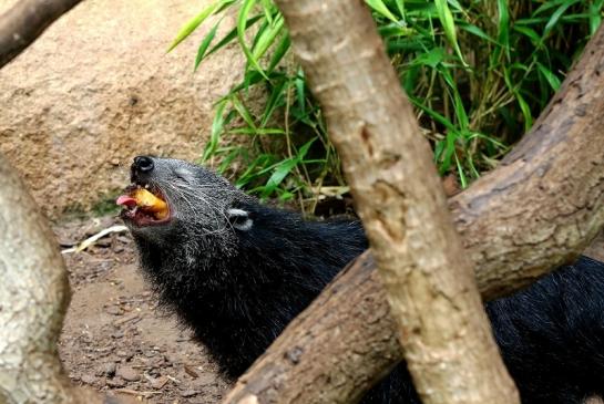 Binturong Zoo Vivarium Darmstadt 2016