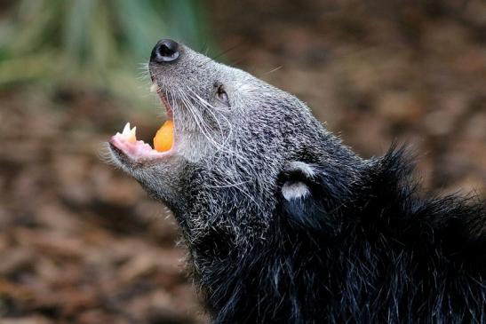 Binturong Zoo Vivarium Darmstadt 2018