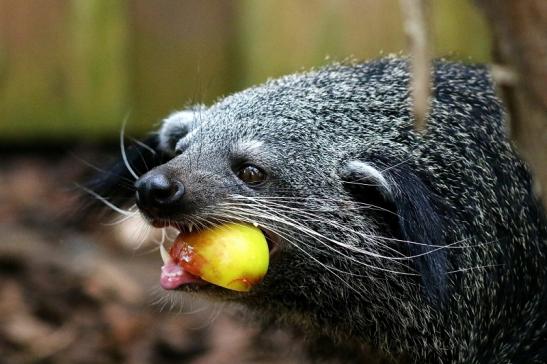 Binturong Zoo Vivarium Darmstadt 2018