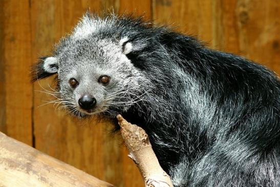 Binturong Zoo Vivarium Darmstadt 2018