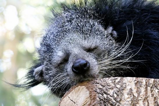 Binturong Zoo Vivarium Darmstadt 2019