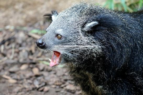 Binturong Zoo Vivarium Darmstadt 2019