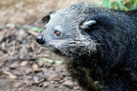 Binturong Zoo Vivarium Darmstadt 2019