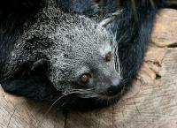 Binturong 