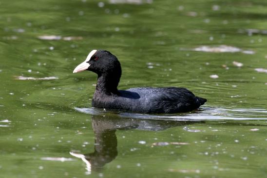 Blässralle - NSG Mönchbruch Weiher Mörfelden