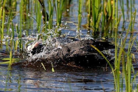 Blässhuhn/Blässralle Bingenheimer Ried Wetterau 2016