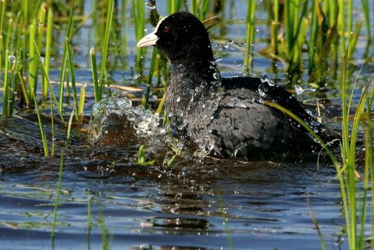 Blässhuhn/Blässralle Bingenheimer Ried Wetterau 2016