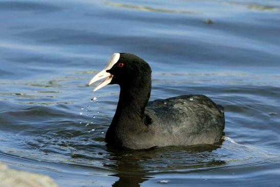 Blässralle am Main - Main Schleuse Eddersheim