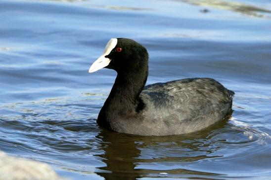 Blässralle am Main - Main Schleuse Eddersheim