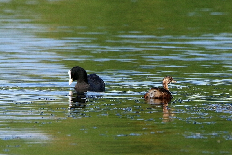 Blässhuhn/Blässralle und Zwergtaucher Schultheisweiher Offenbach 2016