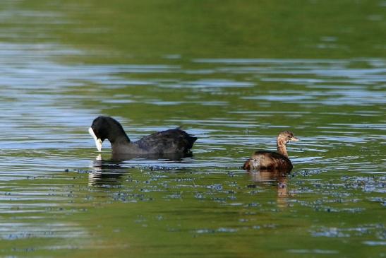 Blässhuhn/Blässralle und Zwergtaucher Schultheisweiher Offenbach 2016