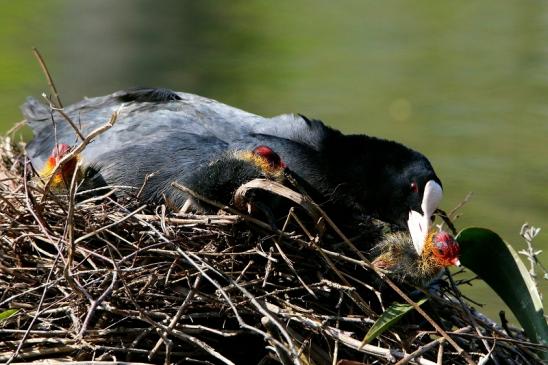 Blässralle - mit Jungtieren Schlosspark Wi. - Biebrich