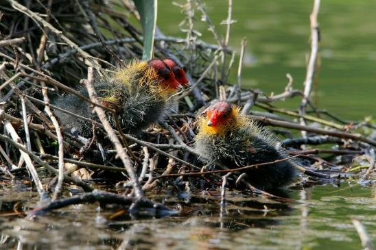 Blässralle - Jungtiere Schlosspark Wi. - Biebrich