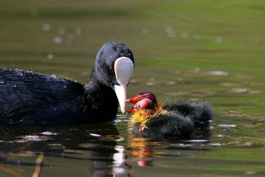 Blässralle - mit Jungtieren Schlosspark Wi. - Biebrich