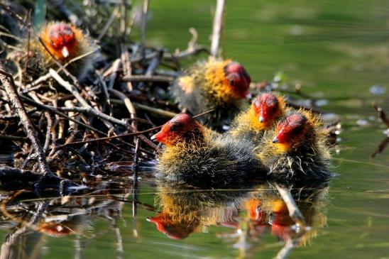 Blässralle - Jungtiere Schlosspark Wi. - Biebrich