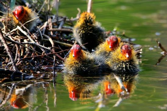 Blässralle - Jungtiere Schlosspark Wi. - Biebrich