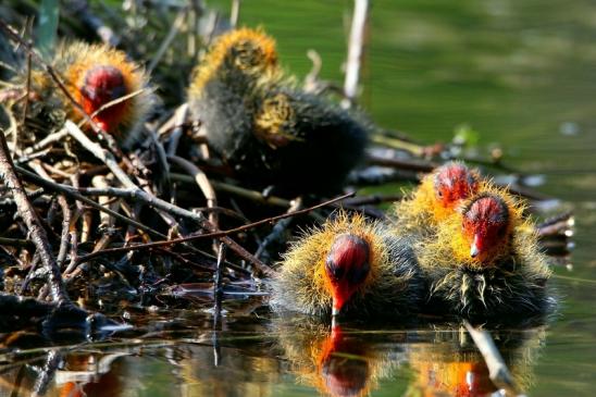 Blässralle - Jungtiere Schlosspark Wi. - Biebrich