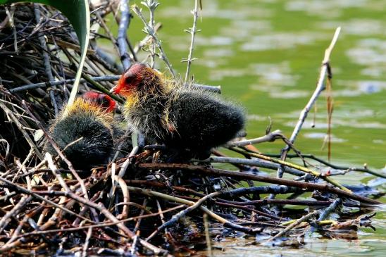 Blässralle - Jungtiere Schlosspark Wi. - Biebrich