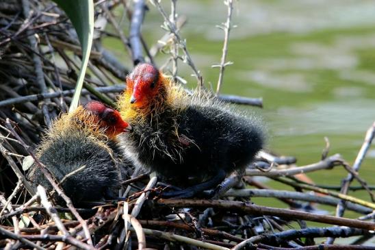 Blässralle - Jungtiere Schlosspark Wi. - Biebrich