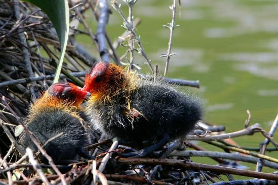 Blässralle - Jungtiere Schlosspark Wi. - Biebrich