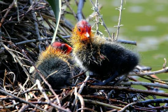 Blässralle - Jungtiere Schlosspark Wi. - Biebrich